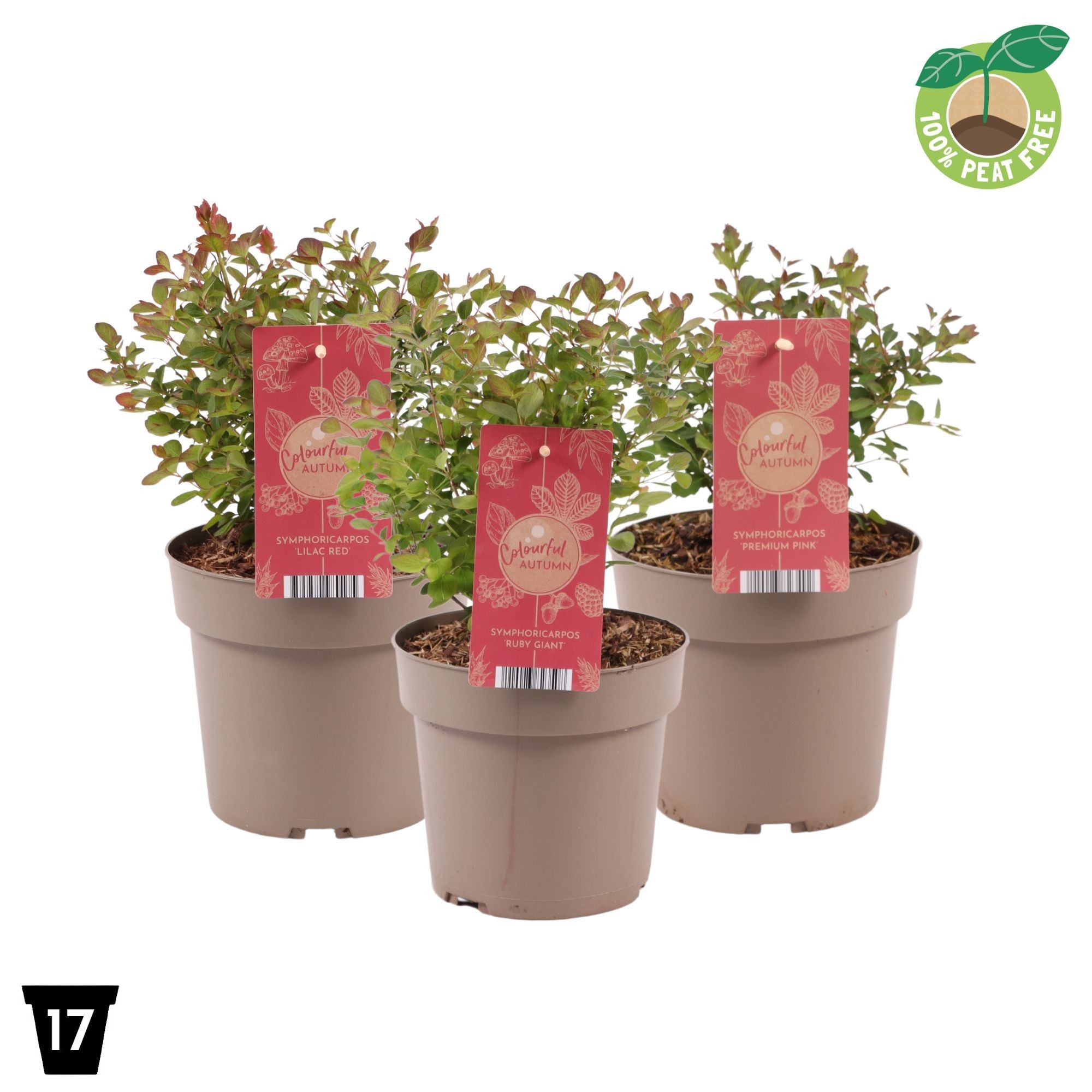 Picture of Symphoricarpos mix