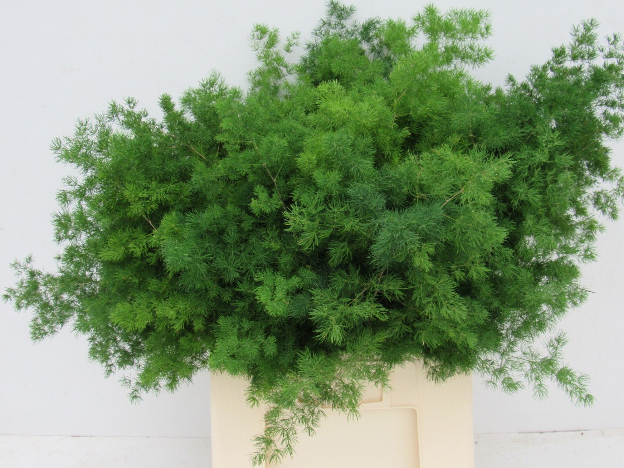 Asparagus Umbellatus 70cm
