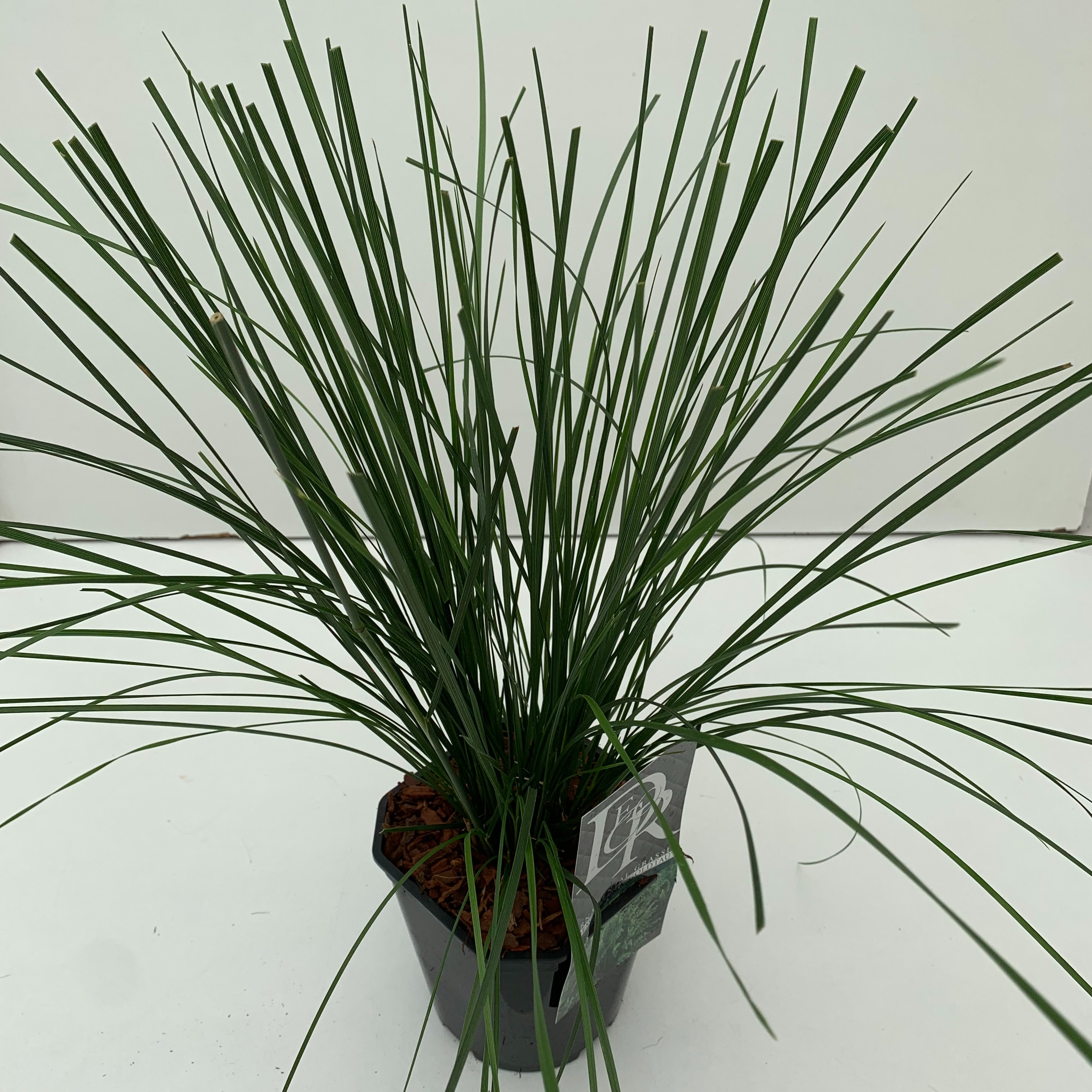 Picture of Deschampsia Goldtau P17 (2 Ltr) Square