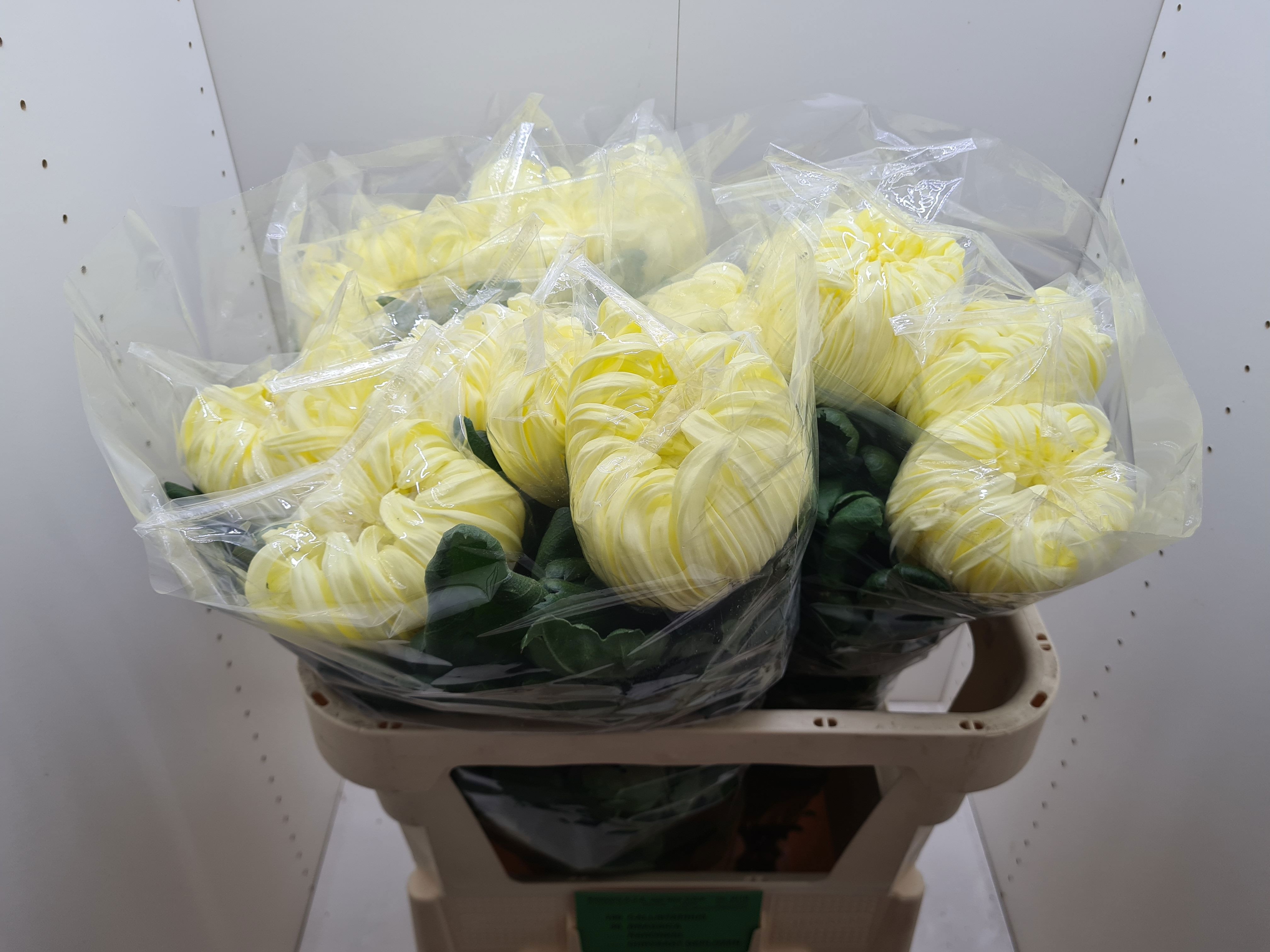 Chr G Vienna Yellow 80cm 160gram