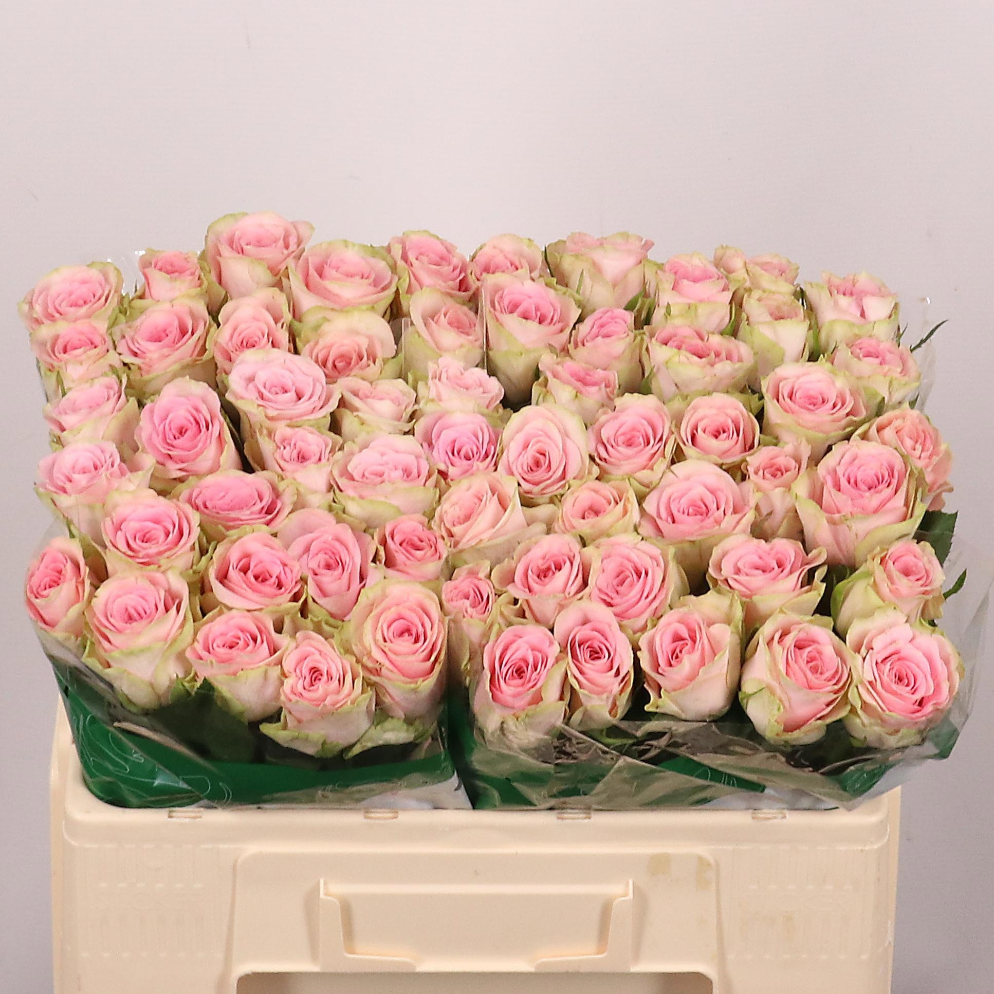 Rosa Olivia 50cm
