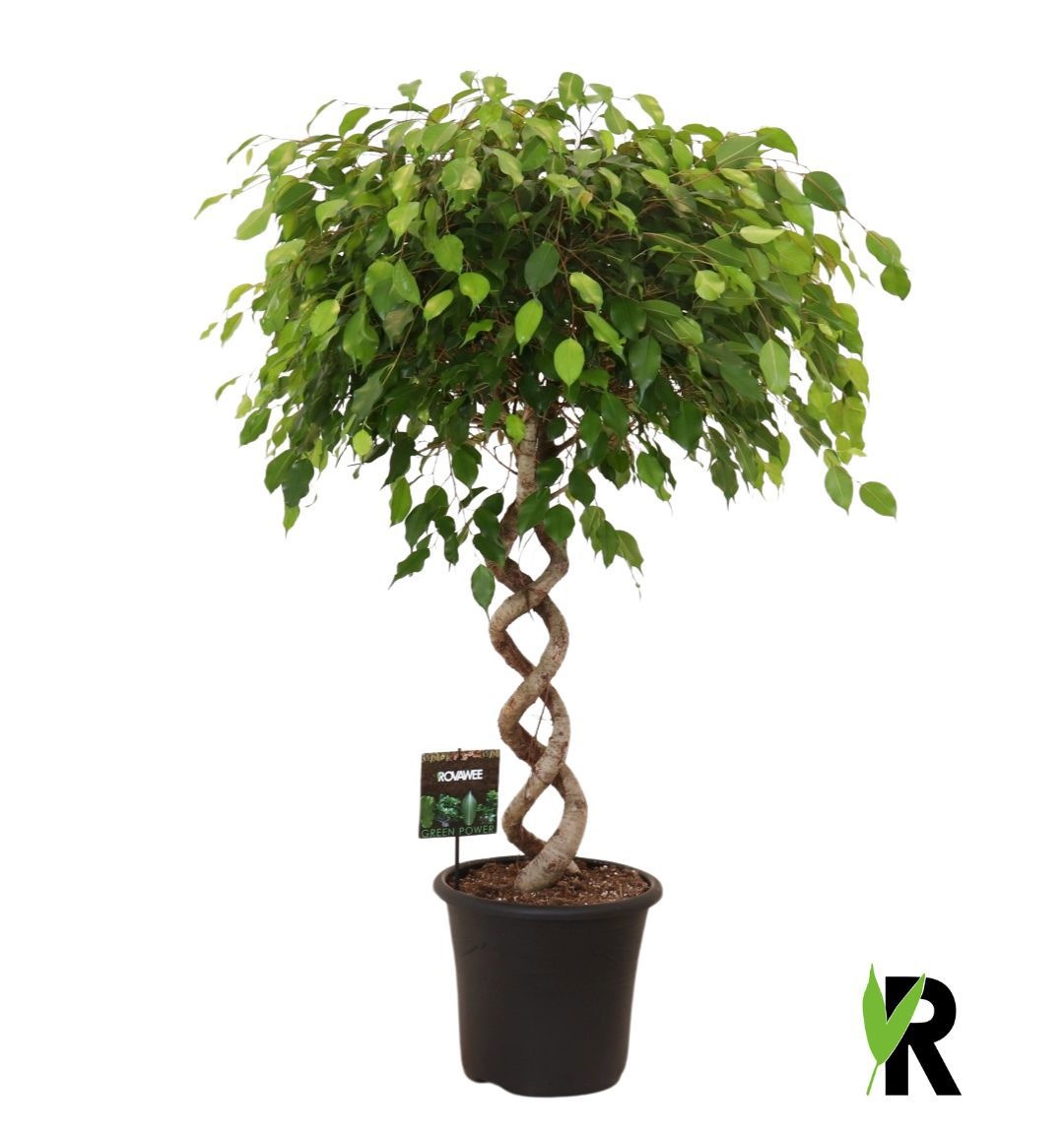 Ficus benj. Exotica dubbel spiraal