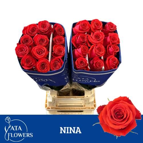 Rosa 80cm