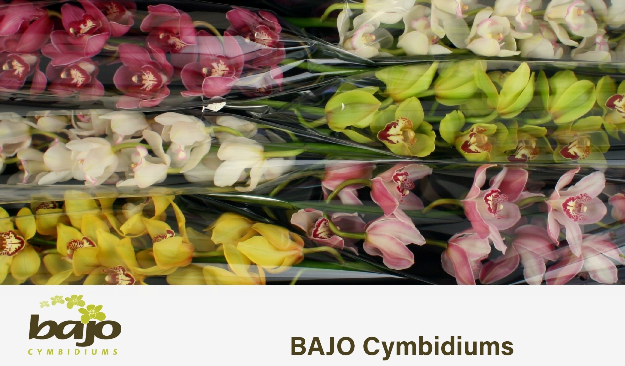 Cymbidium Asst 11bl