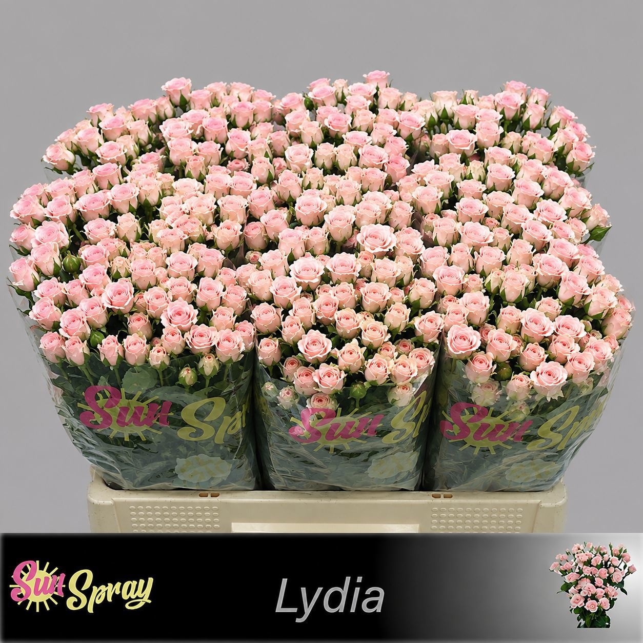 Rosa Spr Lydia 60cm