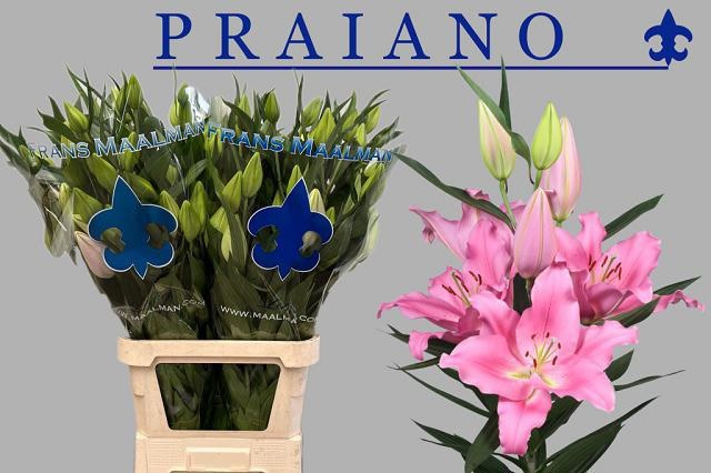Li Or Praiano