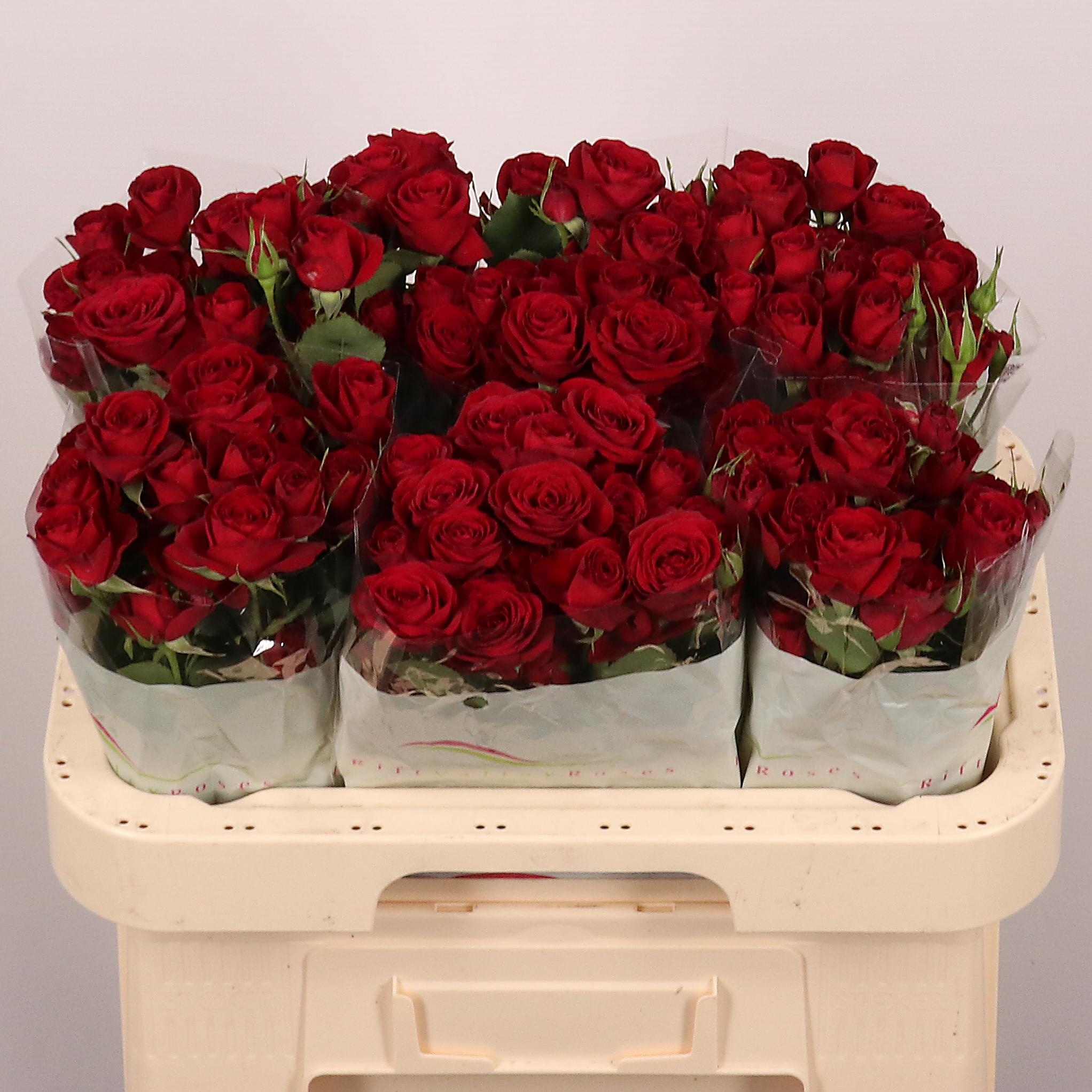 Rosa Spr Red Trendsetter 60cm