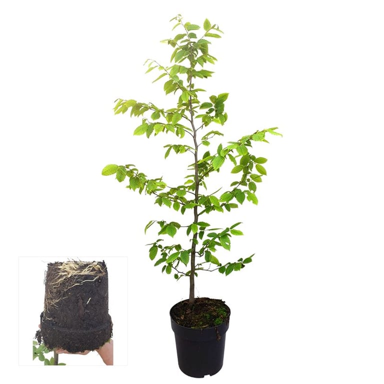 Picture of Carpinus betulus C4.5 (LOOSE)