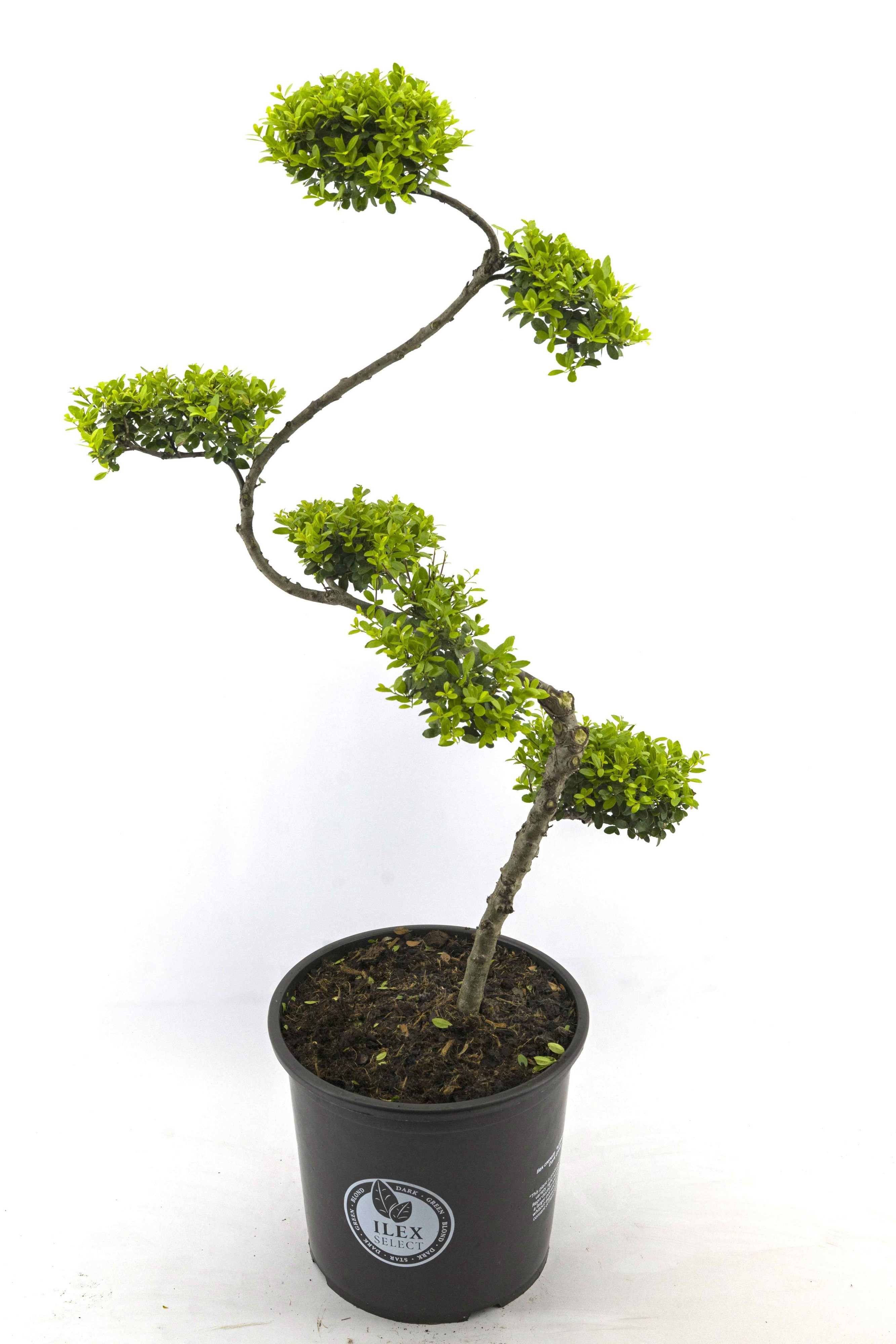Ilex crenata Dark Green P32, Bonsai S-Vorm 80cm | Gardenline