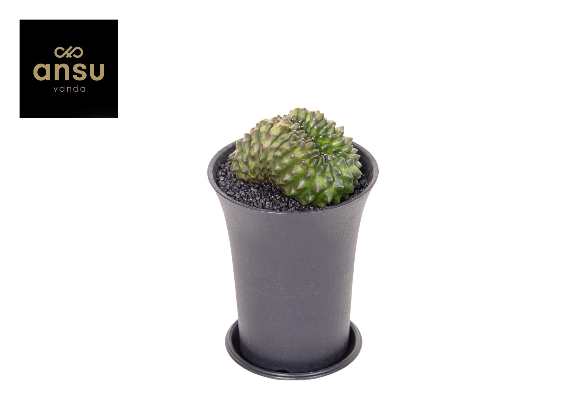 Picture of Gymno Cactus Spineless Bridge XL P10 17cm