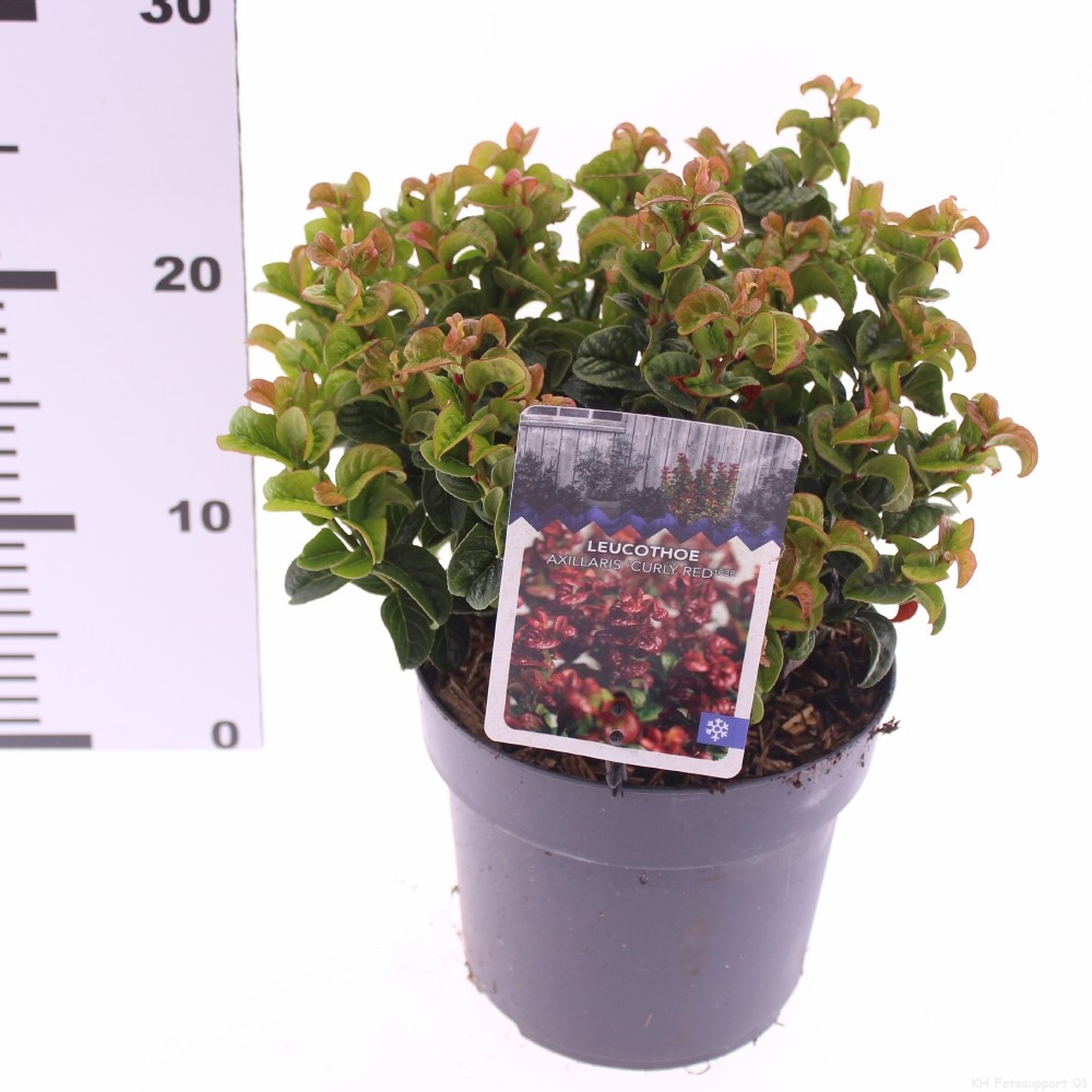 Picture of Leucothoe axillaris 'Curly Red'