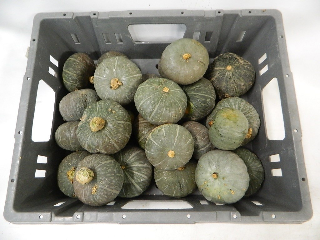 Cucurbita