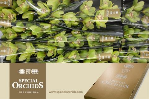Cymbidium Gladys 8/11bl