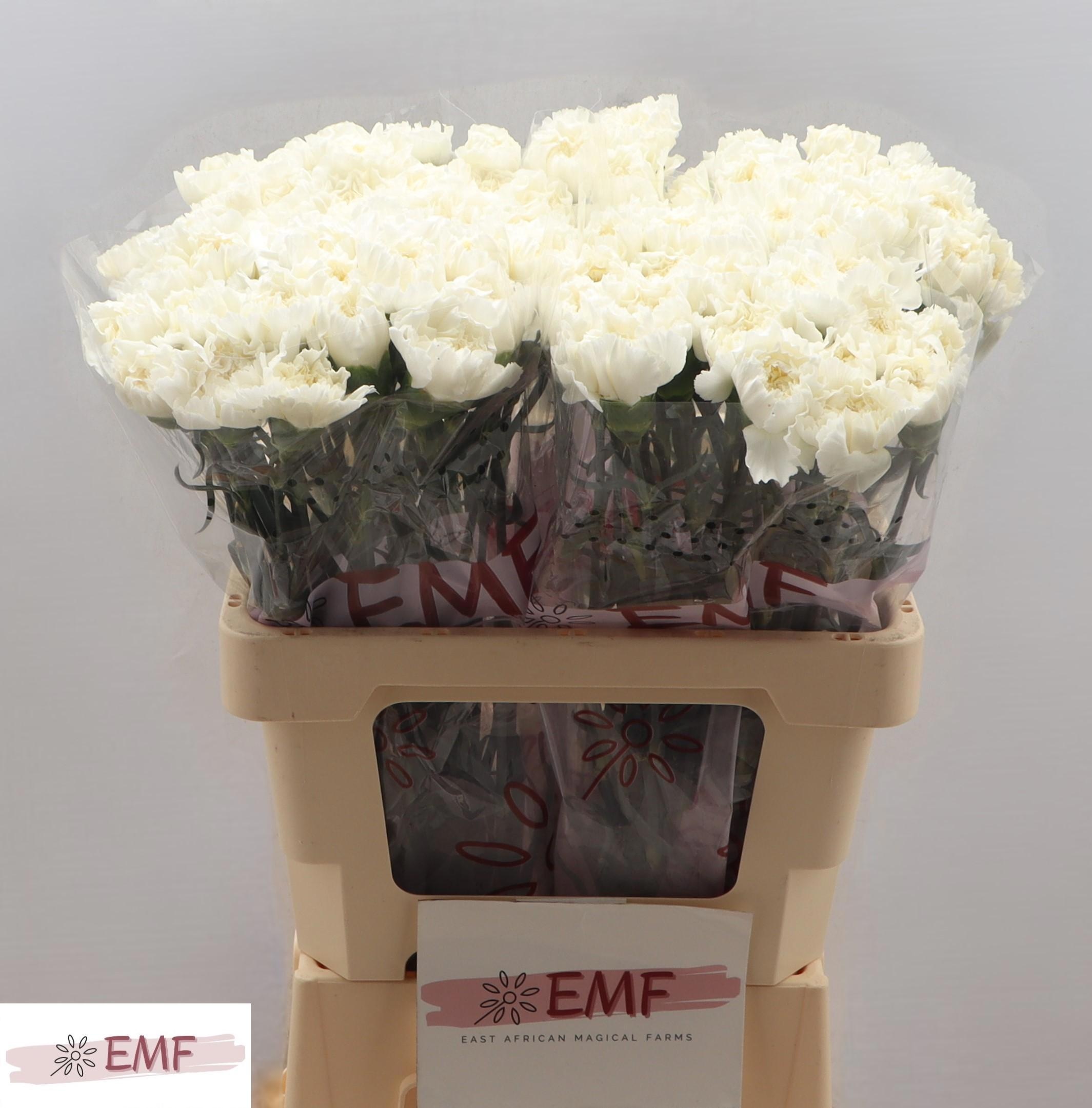 Dianthus St Mont Blanc 60cm