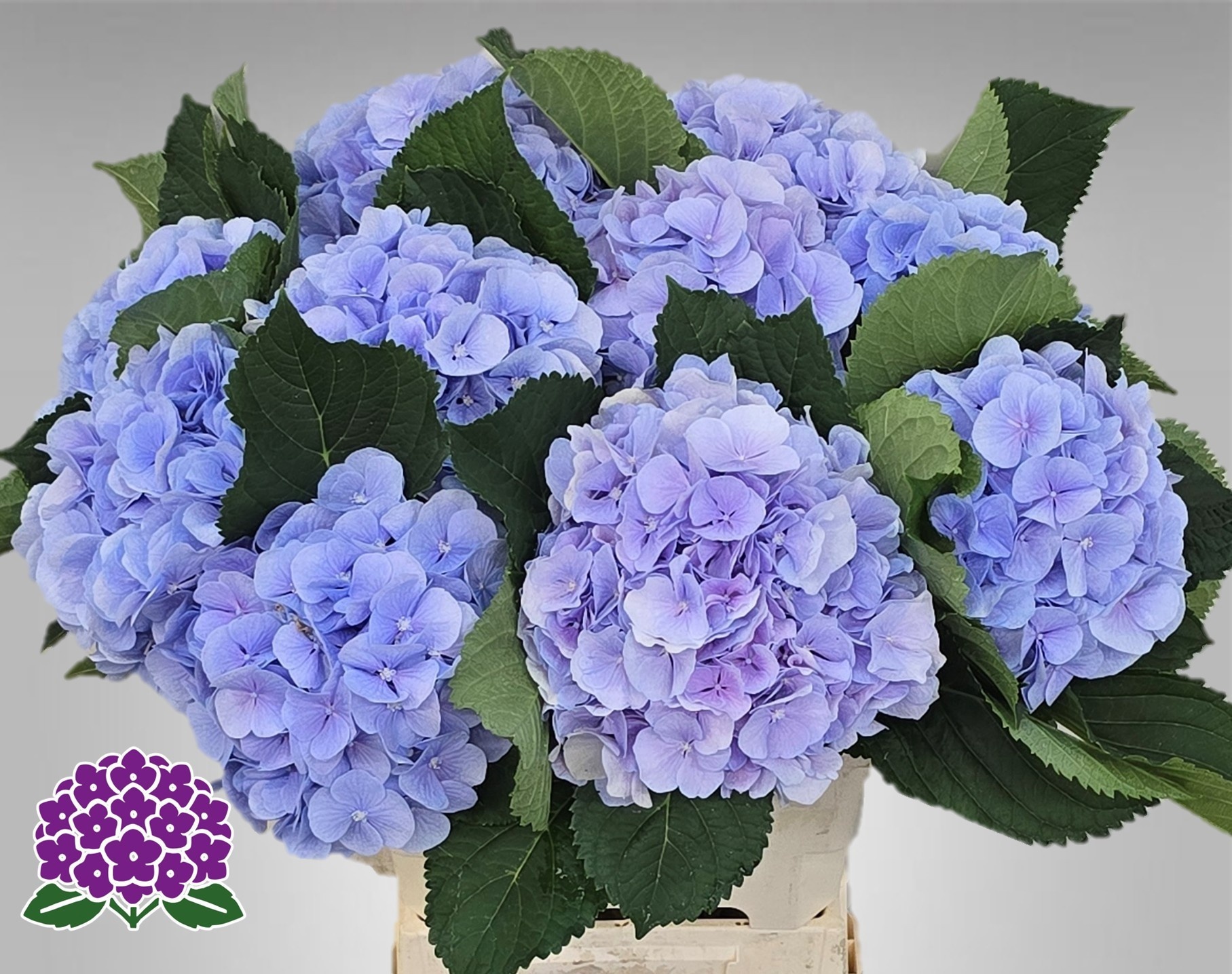 Hydrangea Verena Blue 60cm 20Ø