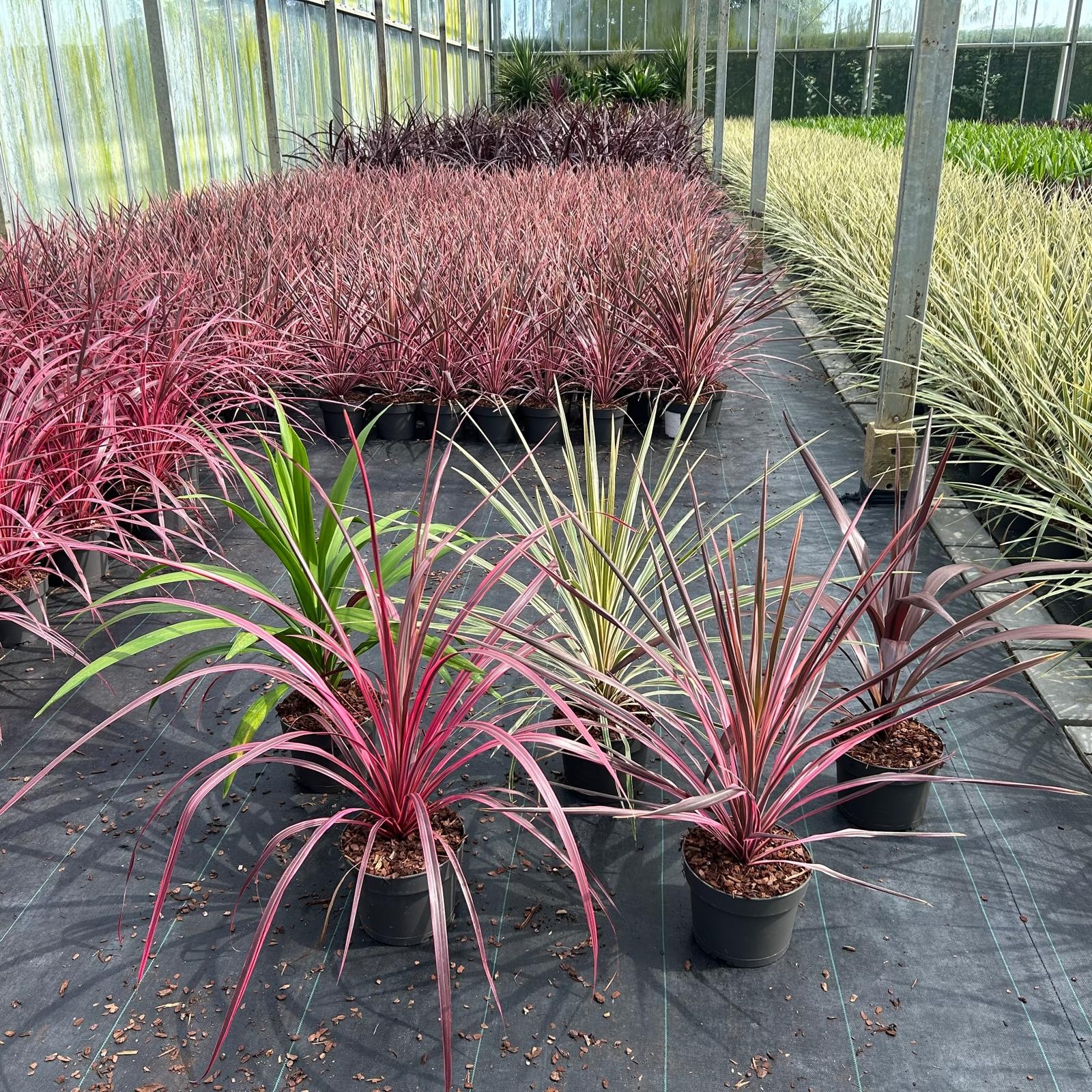 Picture of Cordyline mix