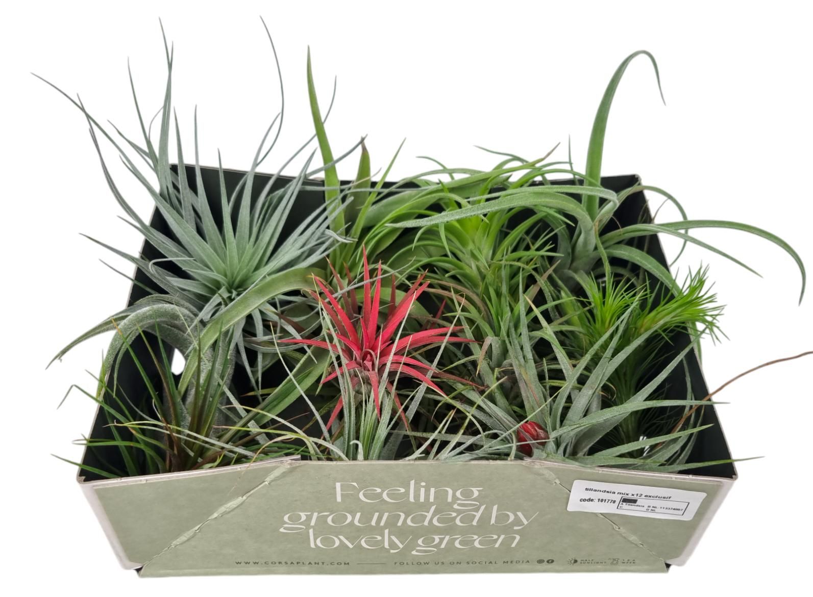 Tillandsia mixed 101778 | Hamiplant