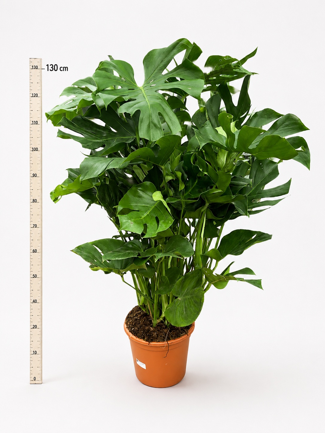 Monstera Deliciosa 38Ø 130cm