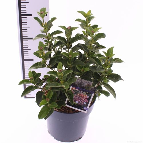 Viburnum tinus 'Lisarose'p21 Snepvangers