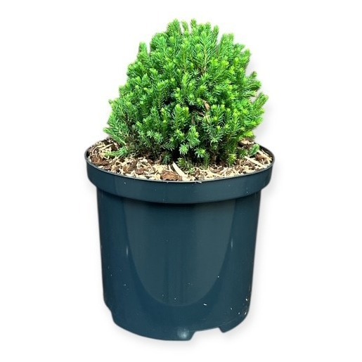 Picea gl. 'Blue Planet'