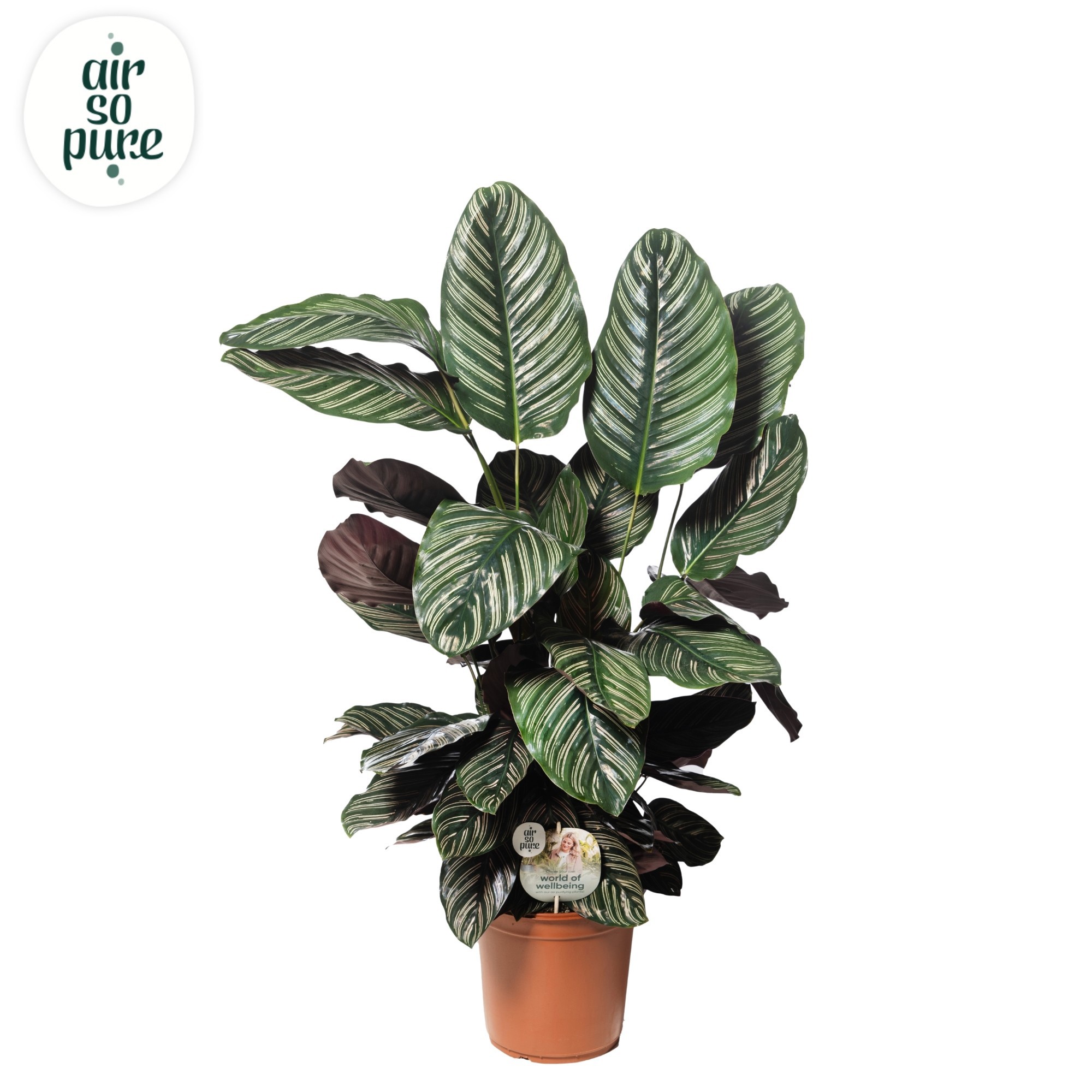 Calathea Ornata Air so Pure disc