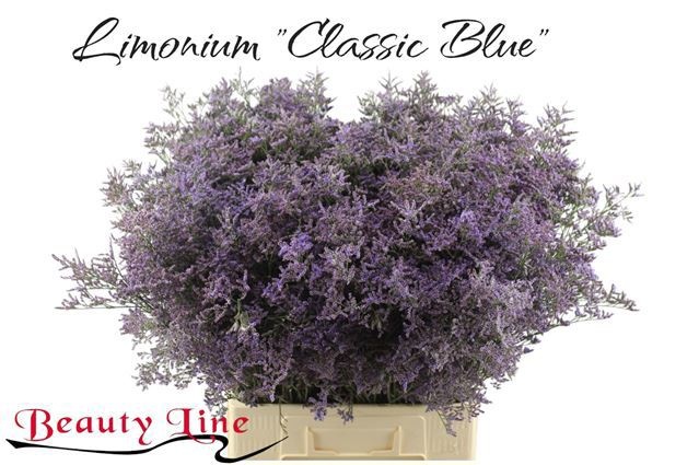 Limonium Saf Classic Blue 70cm 40gram