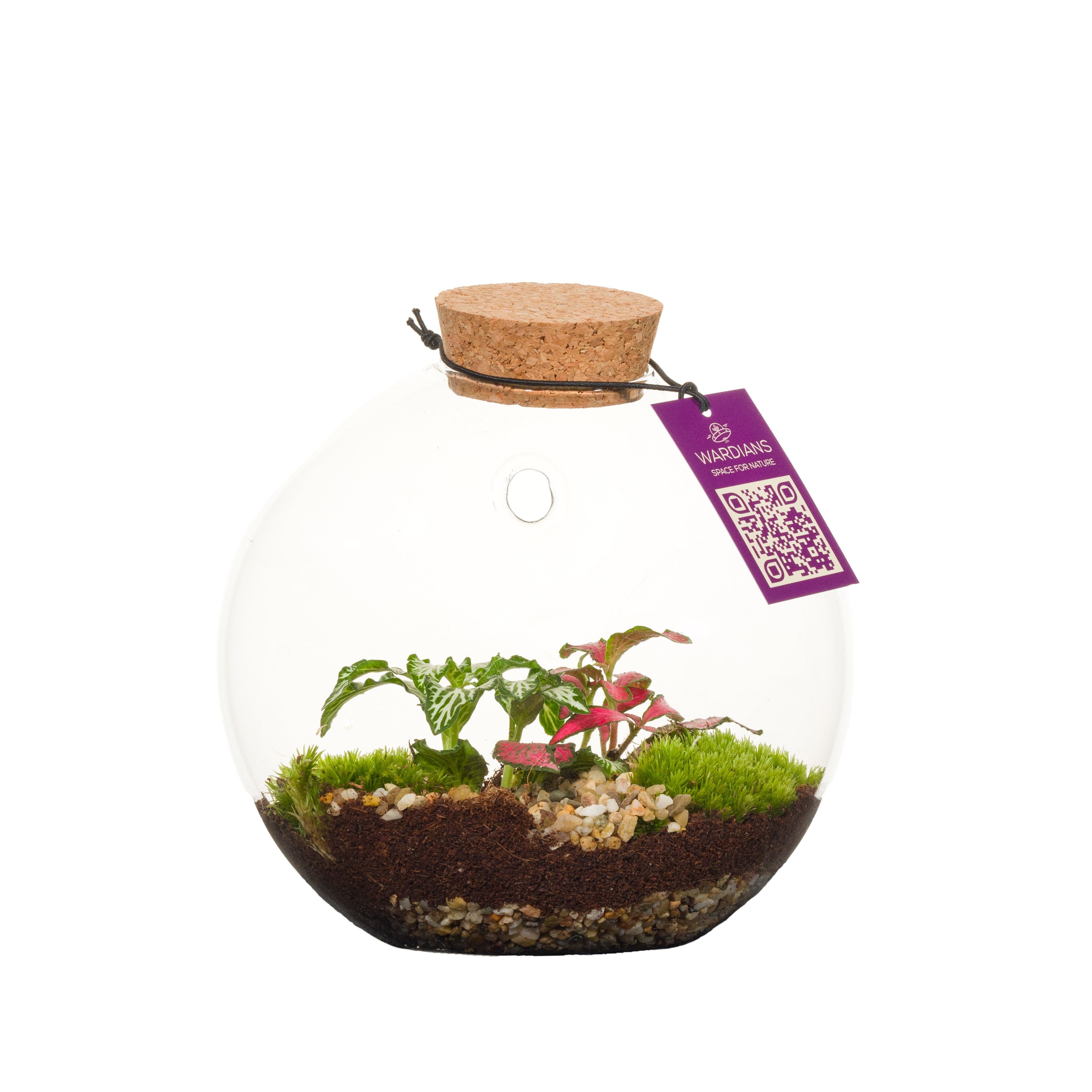Arr. Zimmerpflanzen H% Terrarium Juno | OZ Planten