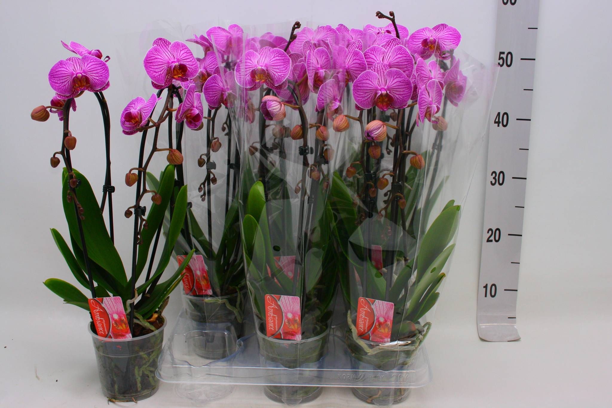 Phal El Cascade 12P 45H 2TAK 18bloem 12bloei