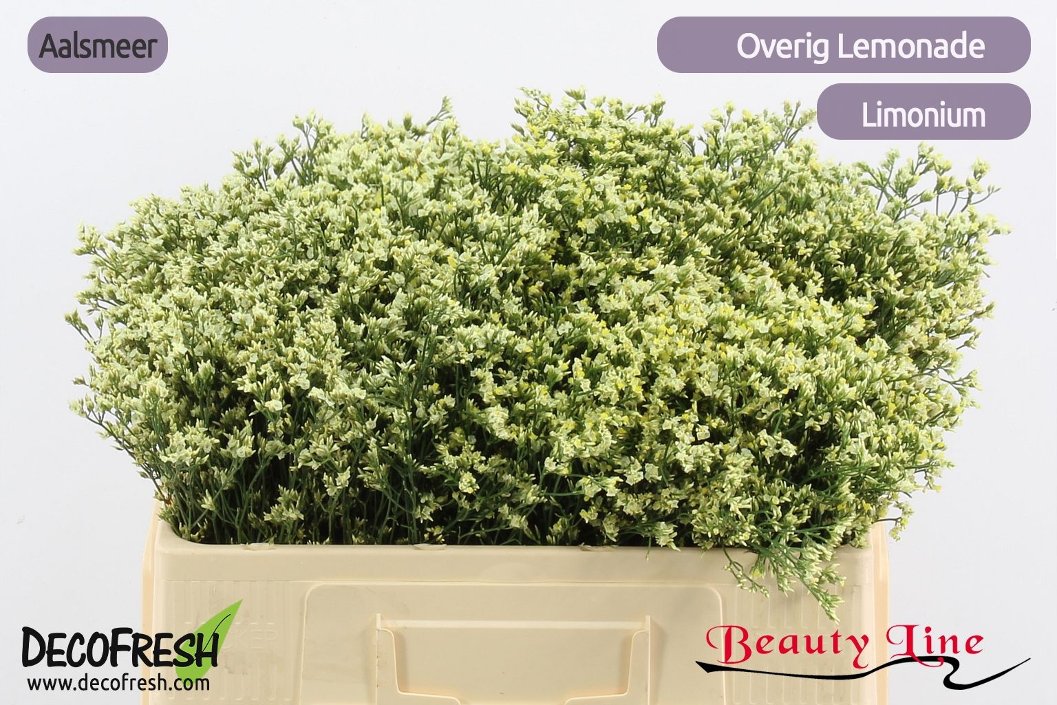 Limonium Sin Lemonade 50cm 10gram