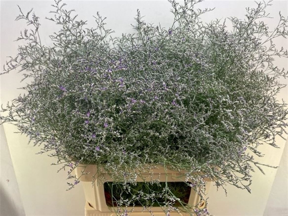 Limonium Beltlaard 90cm 50gram