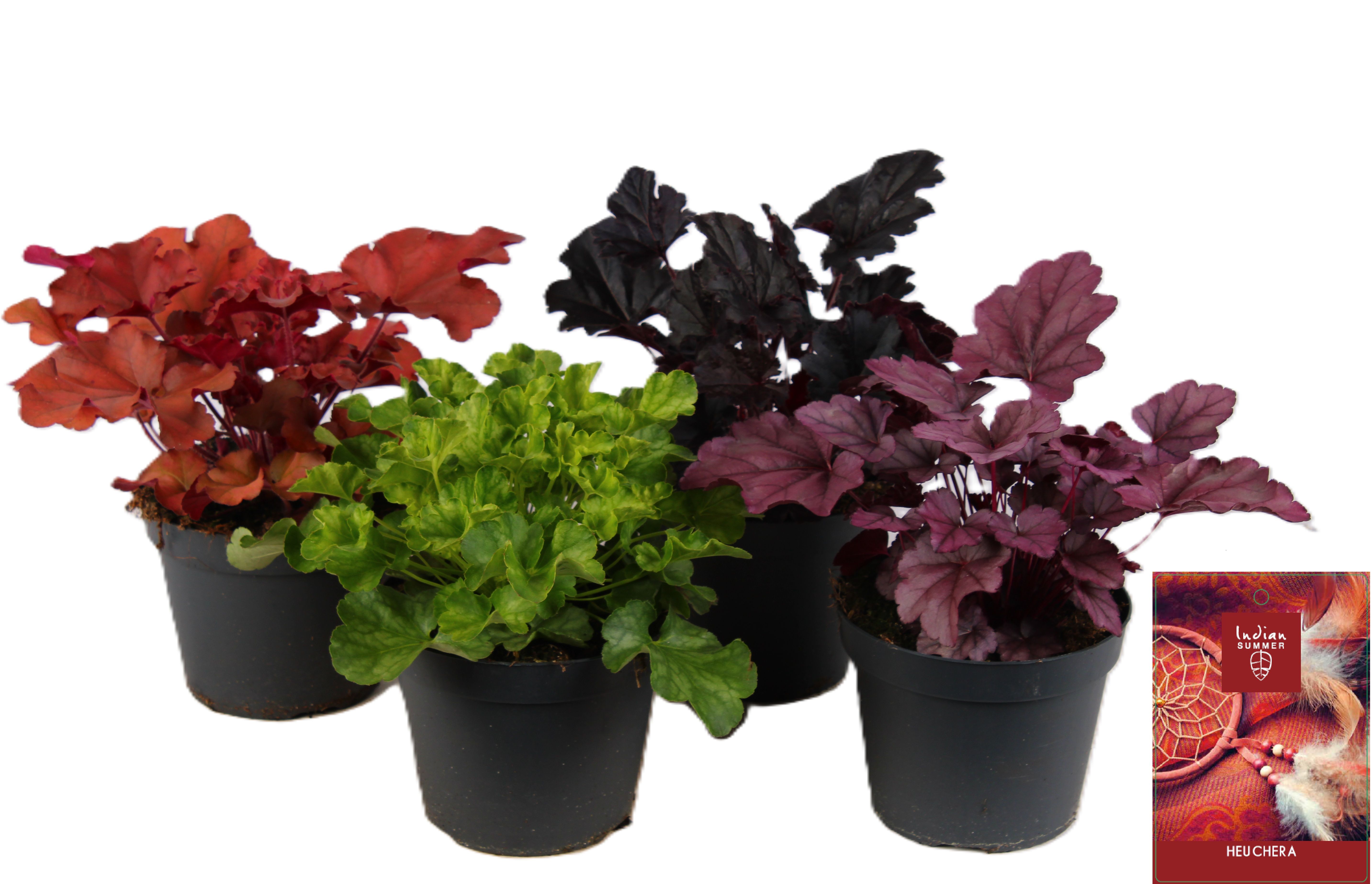 Picture of Heuchera Indian Summer mixed-shelf