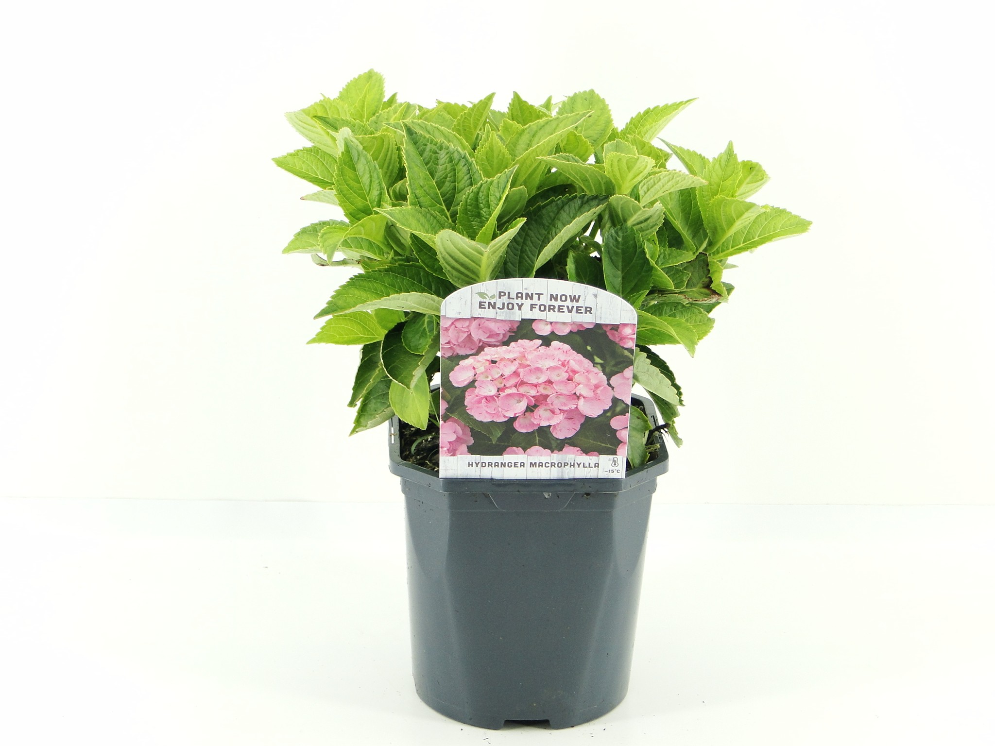 Picture of Hydrangea macr. (pink) P17 (2 Ltr) Square