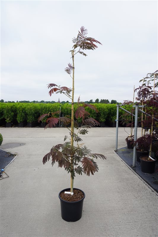 Picture of Albizia jul. Evi's Pride P36 (20 Ltr)