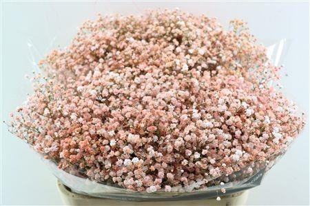 Gypsophila Painted 80cm 40gram