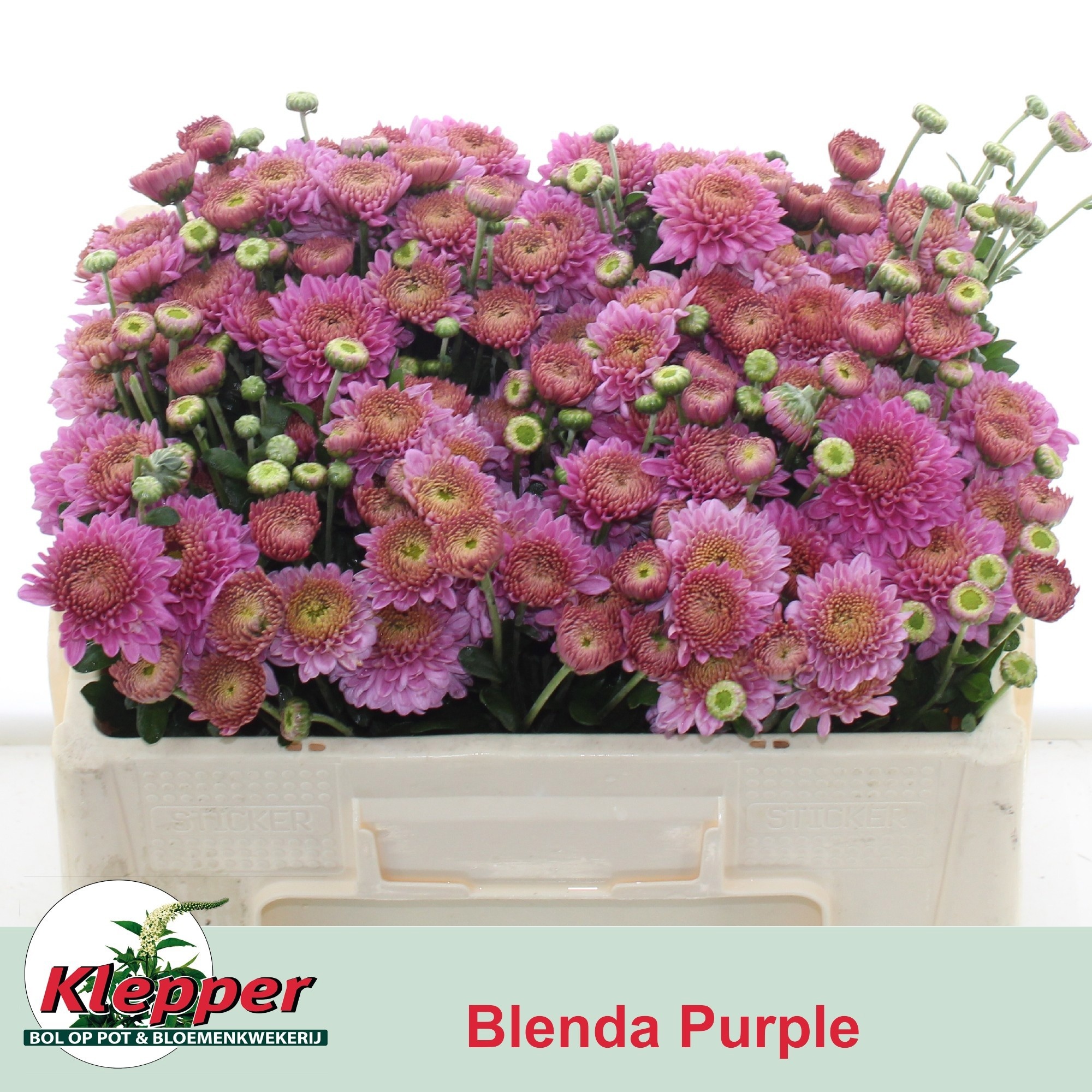 Chrys Spray Blenda Purple 45cm 40gram