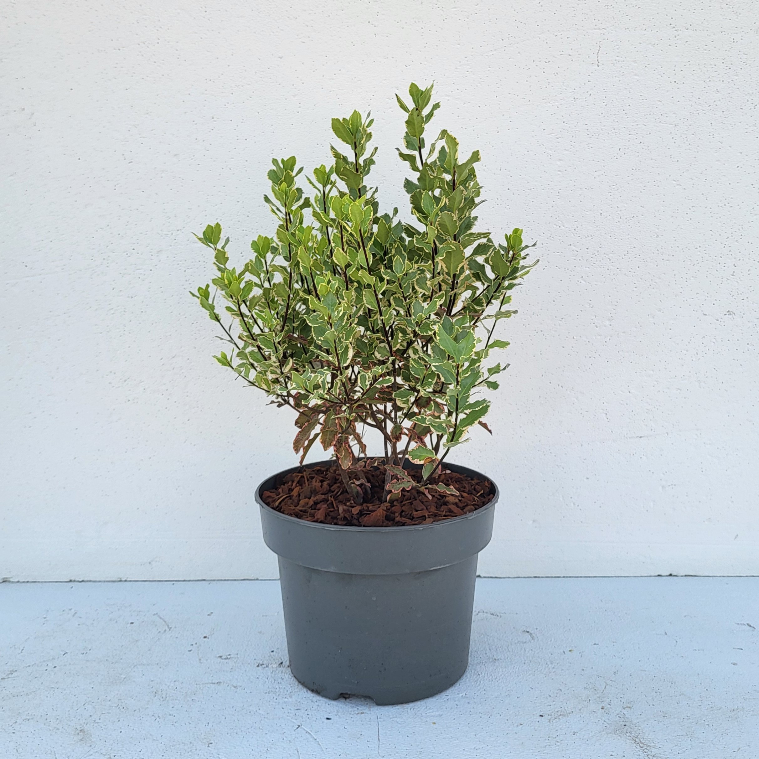 Pittosporum ten. 'Elizabeth' - 'Colours in Shape'