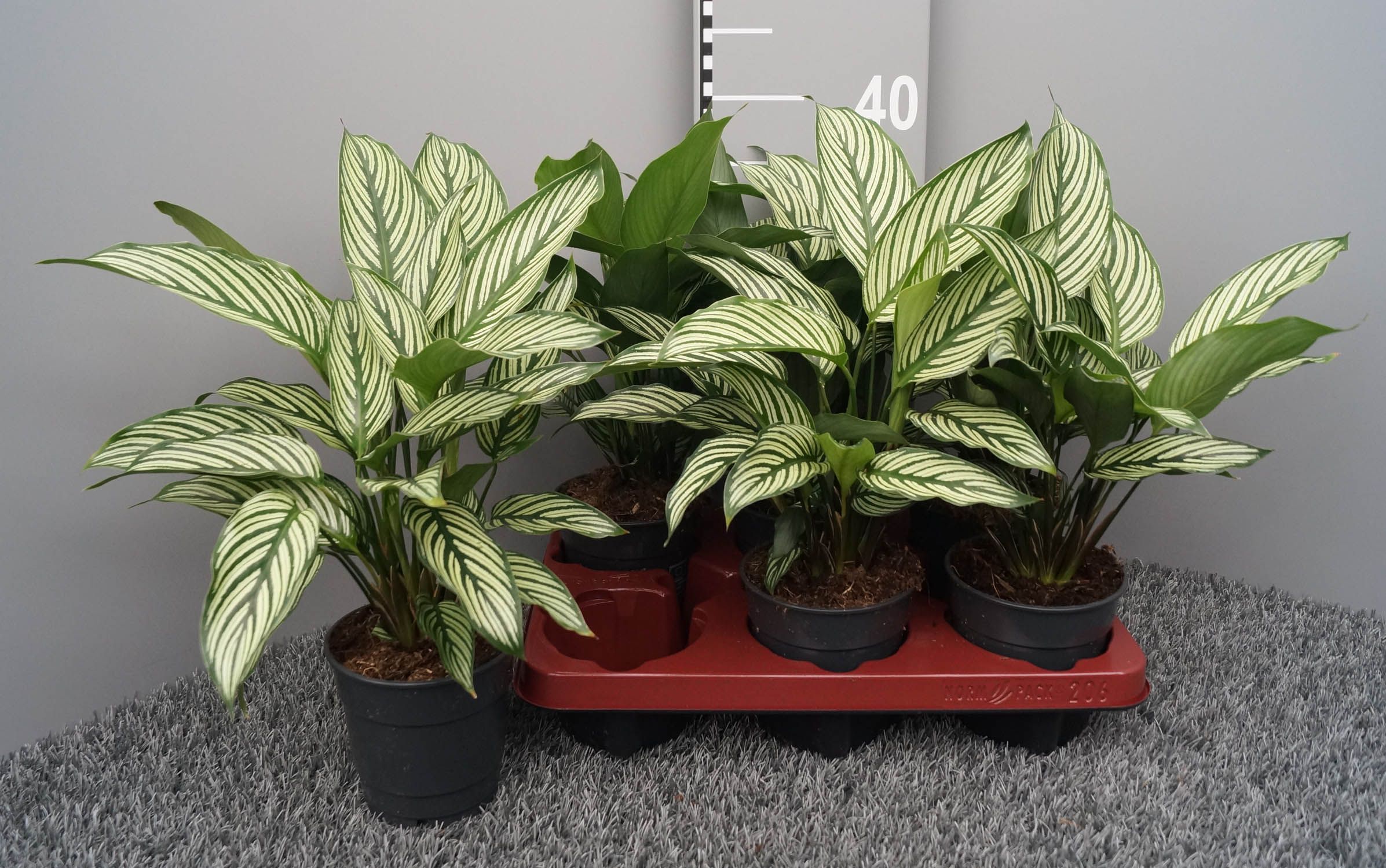 calathea triostar variegata 4