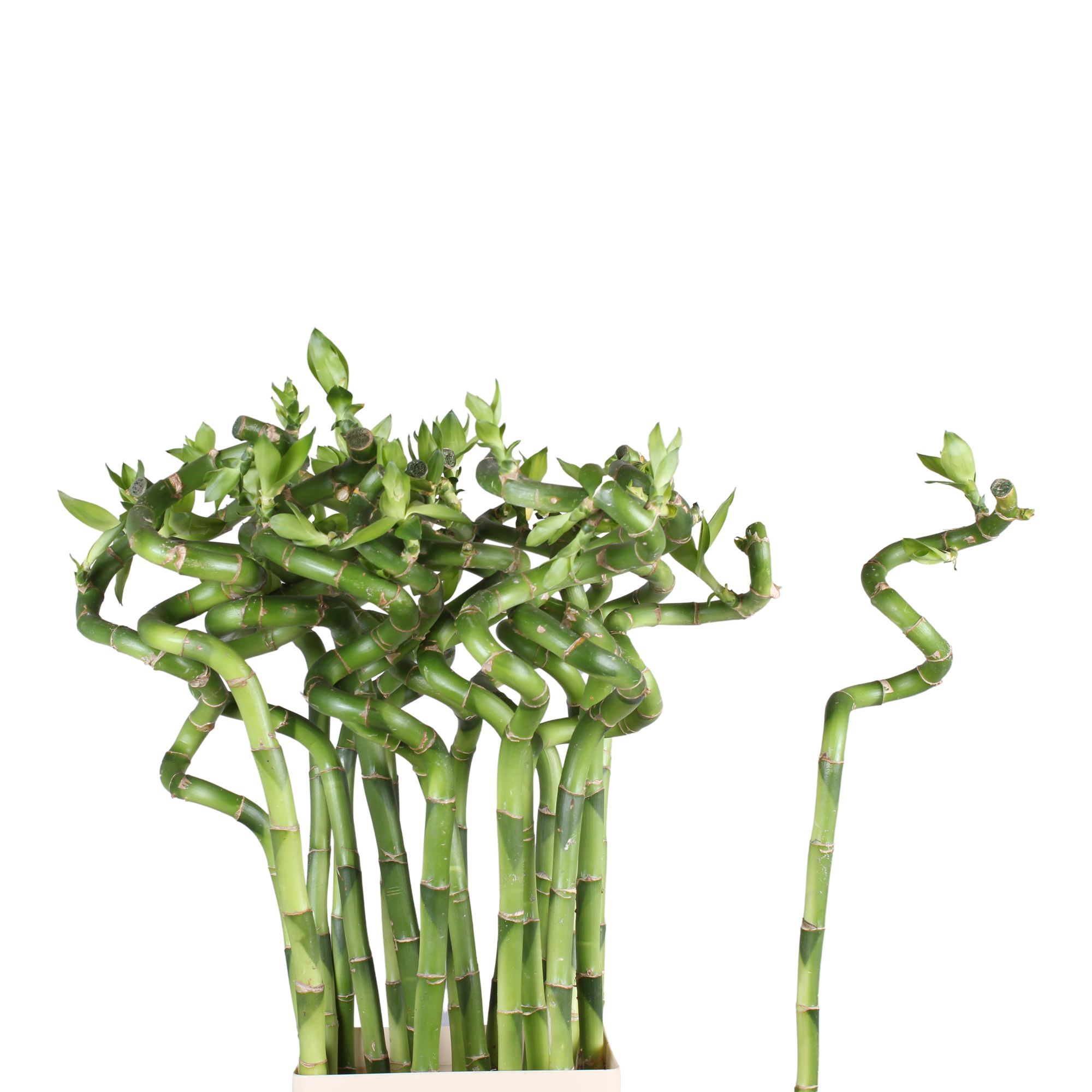Drac S Lucky Bamboo