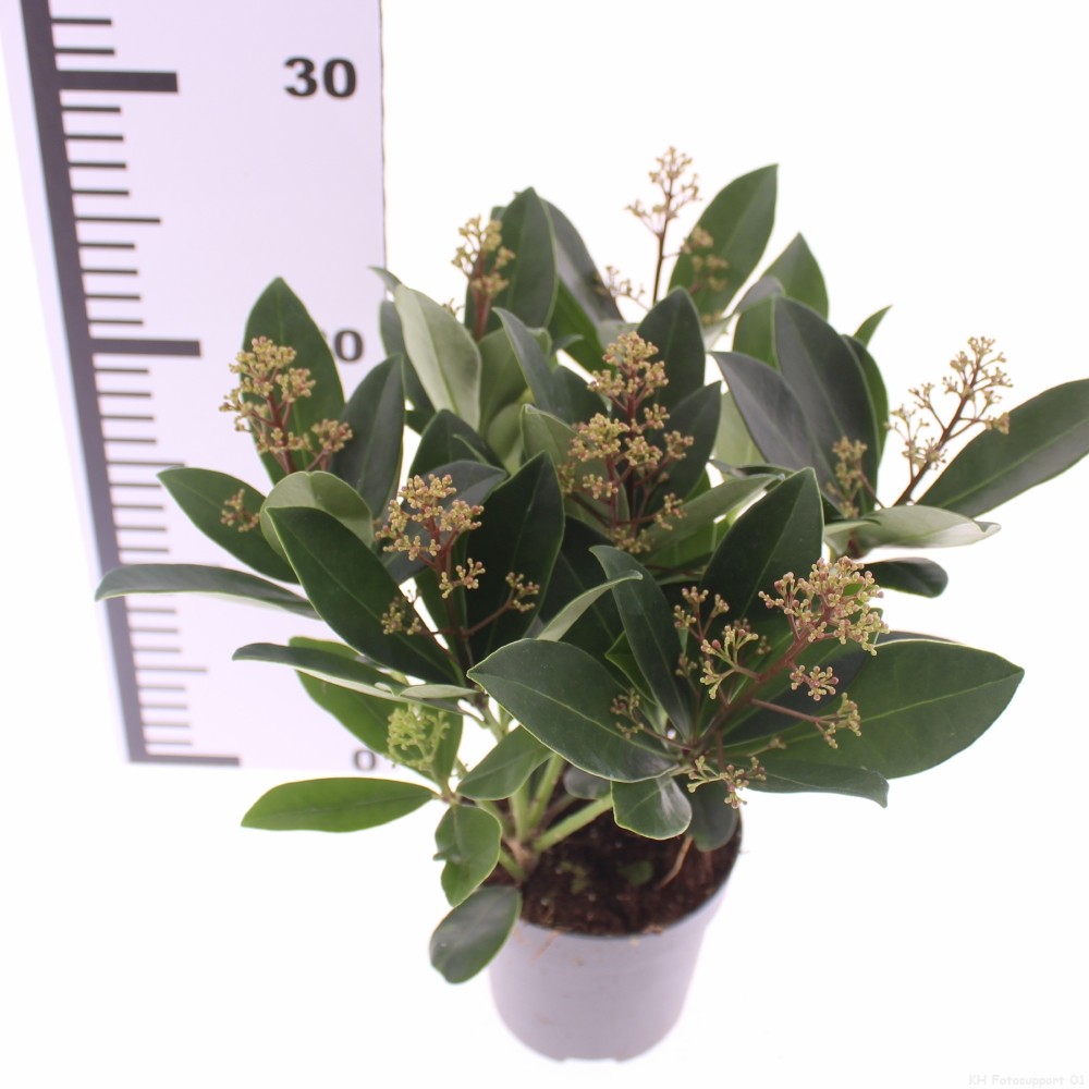 Picture of Skimmia jap. 'Rubella'
