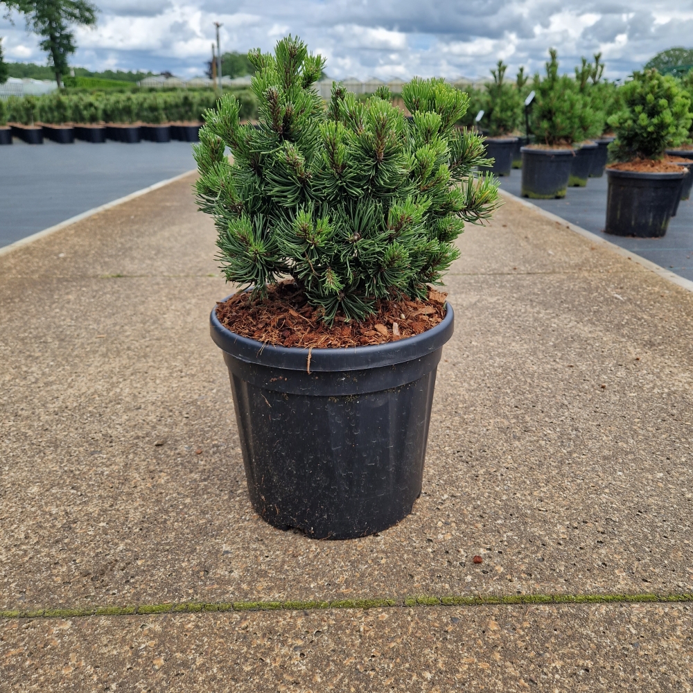 Picture of Pinus mugo Picobello 25/30