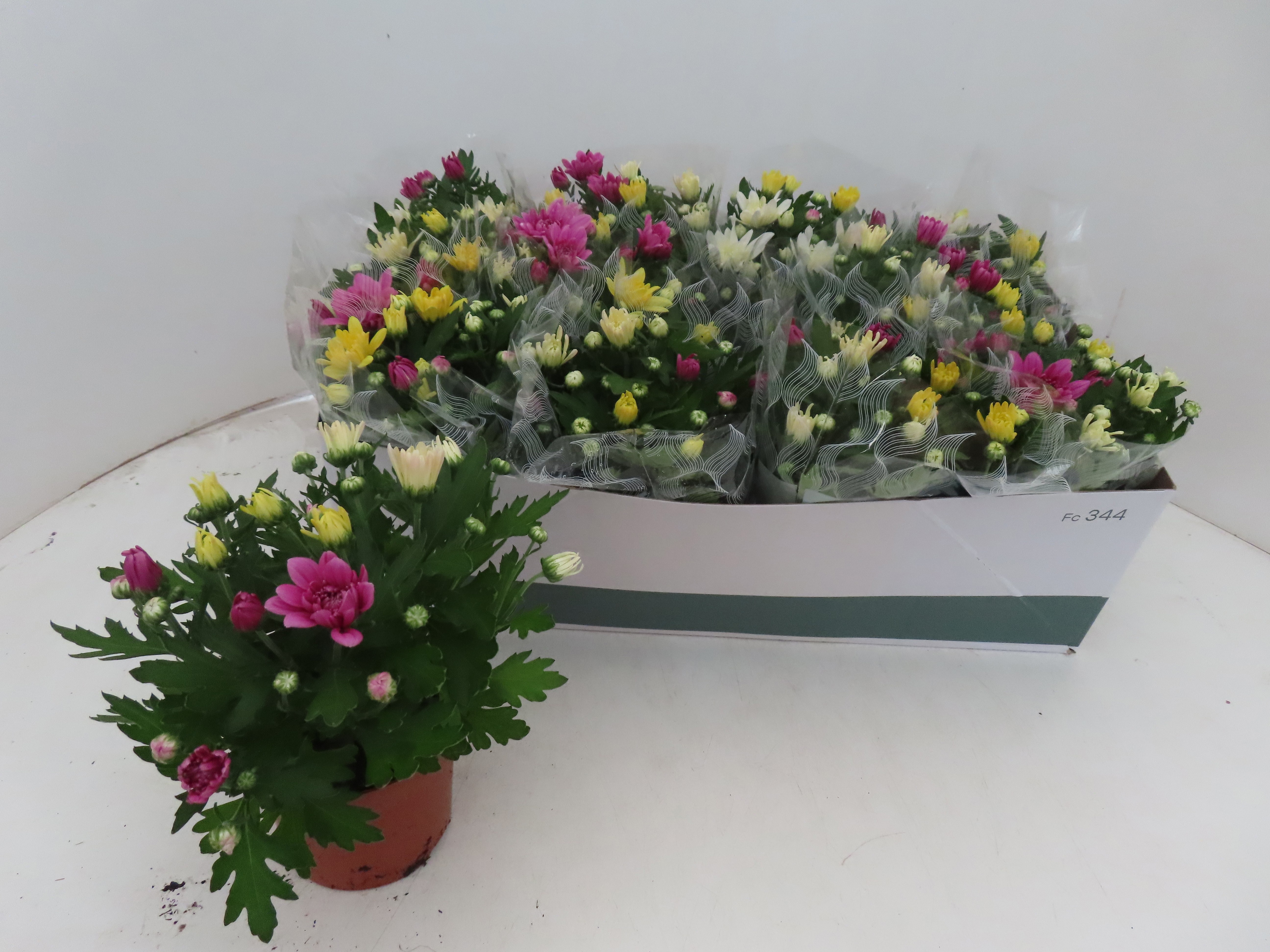 Chrys Gem In Pot 12P 25H 12bloei