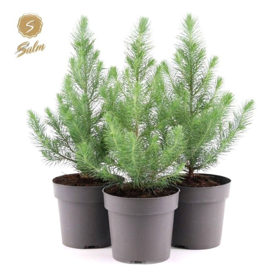 Picture of Pinus pinea 'Silver Crest' P17 40-50