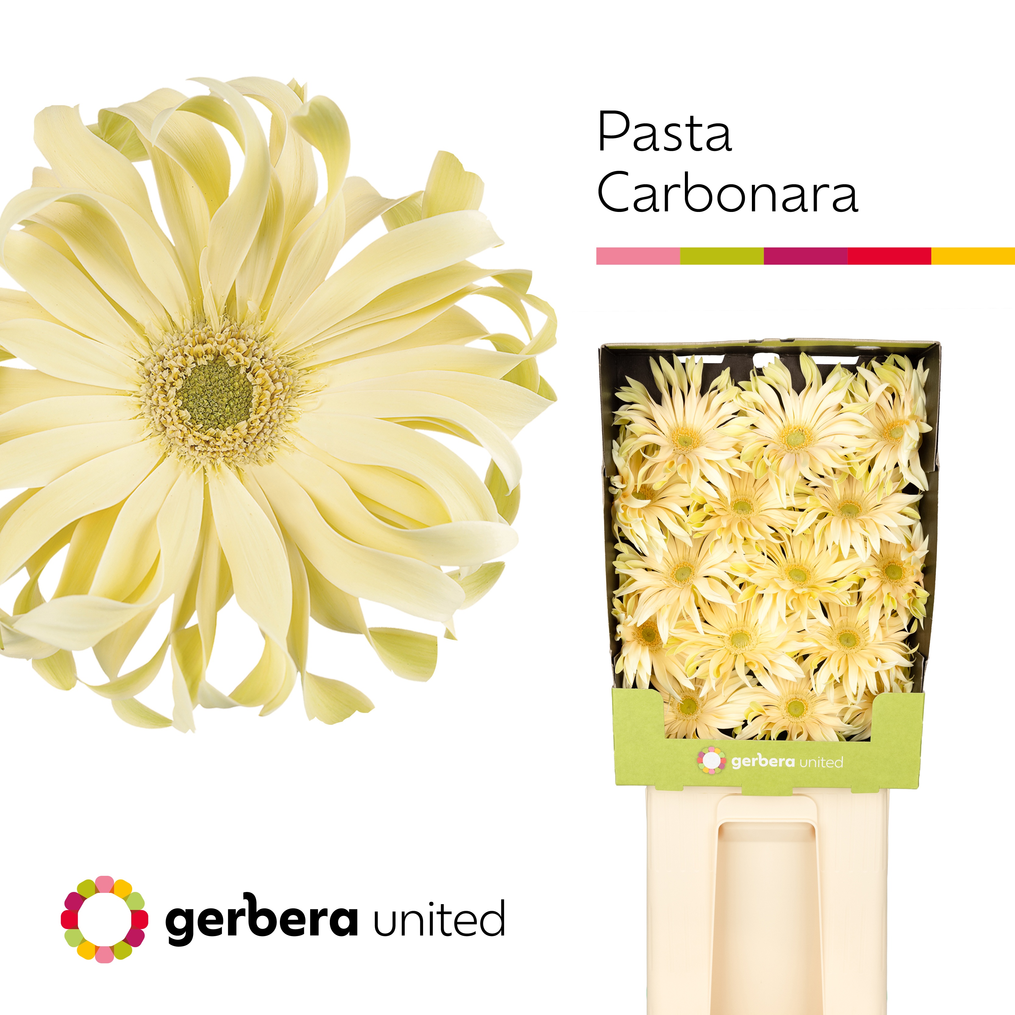 Ge Gr Pasta Carbonar