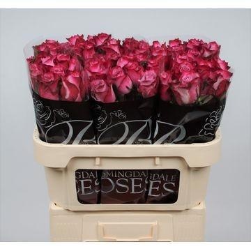 Rosa Deep Purple 70cm