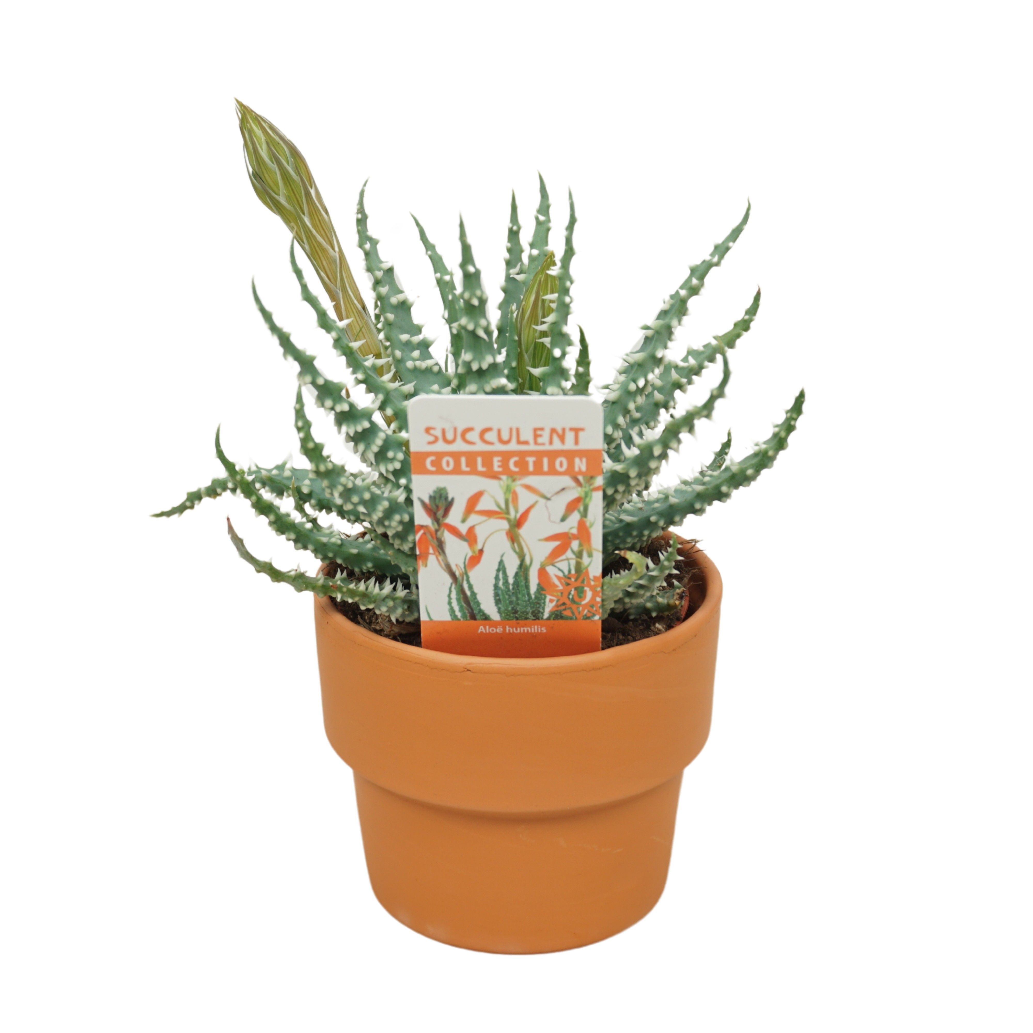 Aloe Aloë humilis bloeiend in 'Terracotta Kraagpot' met etiket