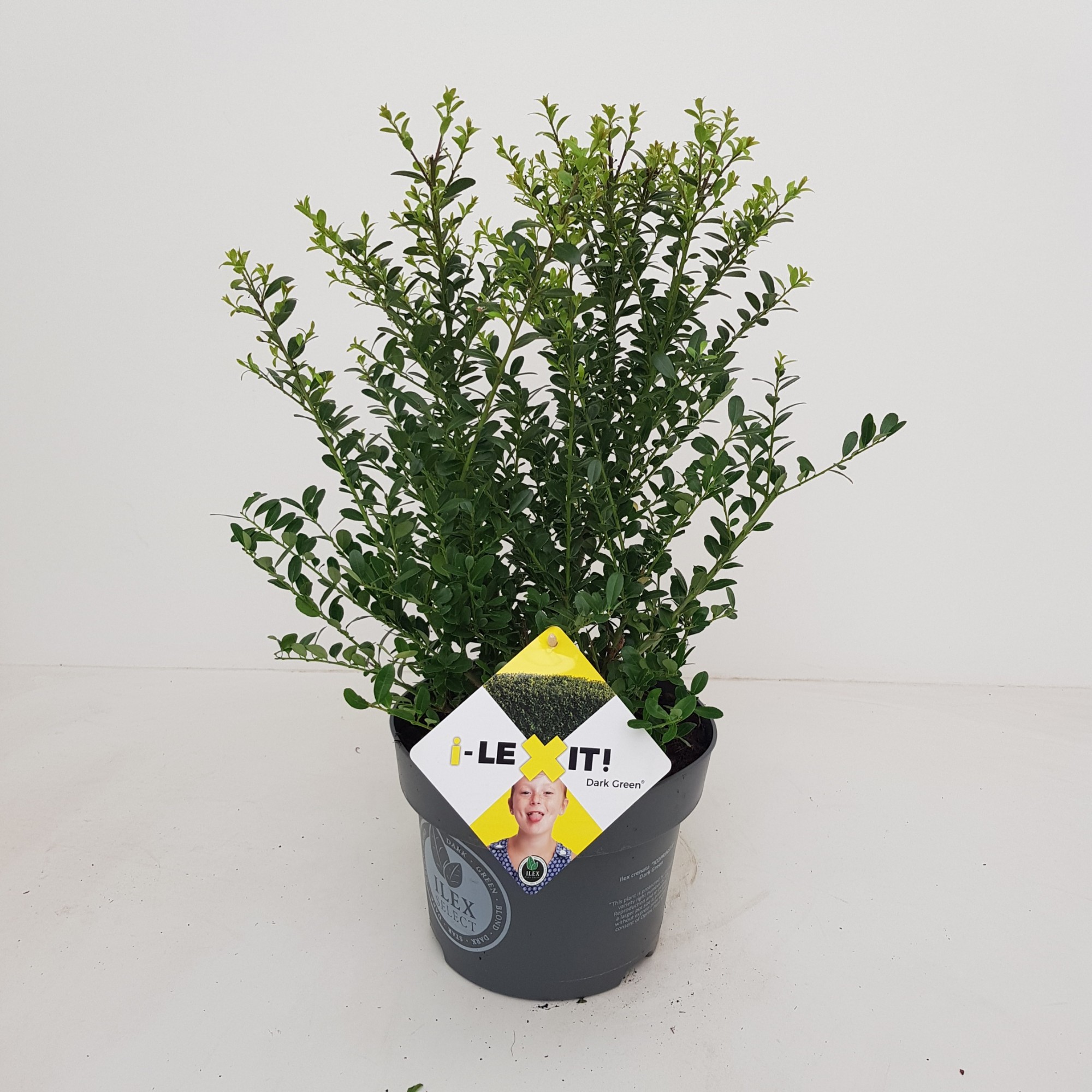 Picture of Ilex crenata Dark Green P19 (3 Ltr) BUSH-30/40