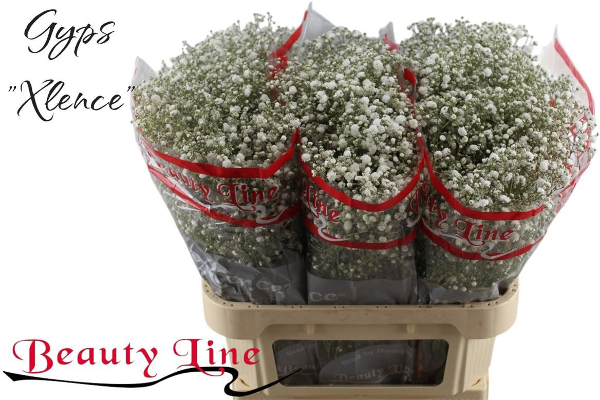 Gypsophila Xlence White 80cm 25gram