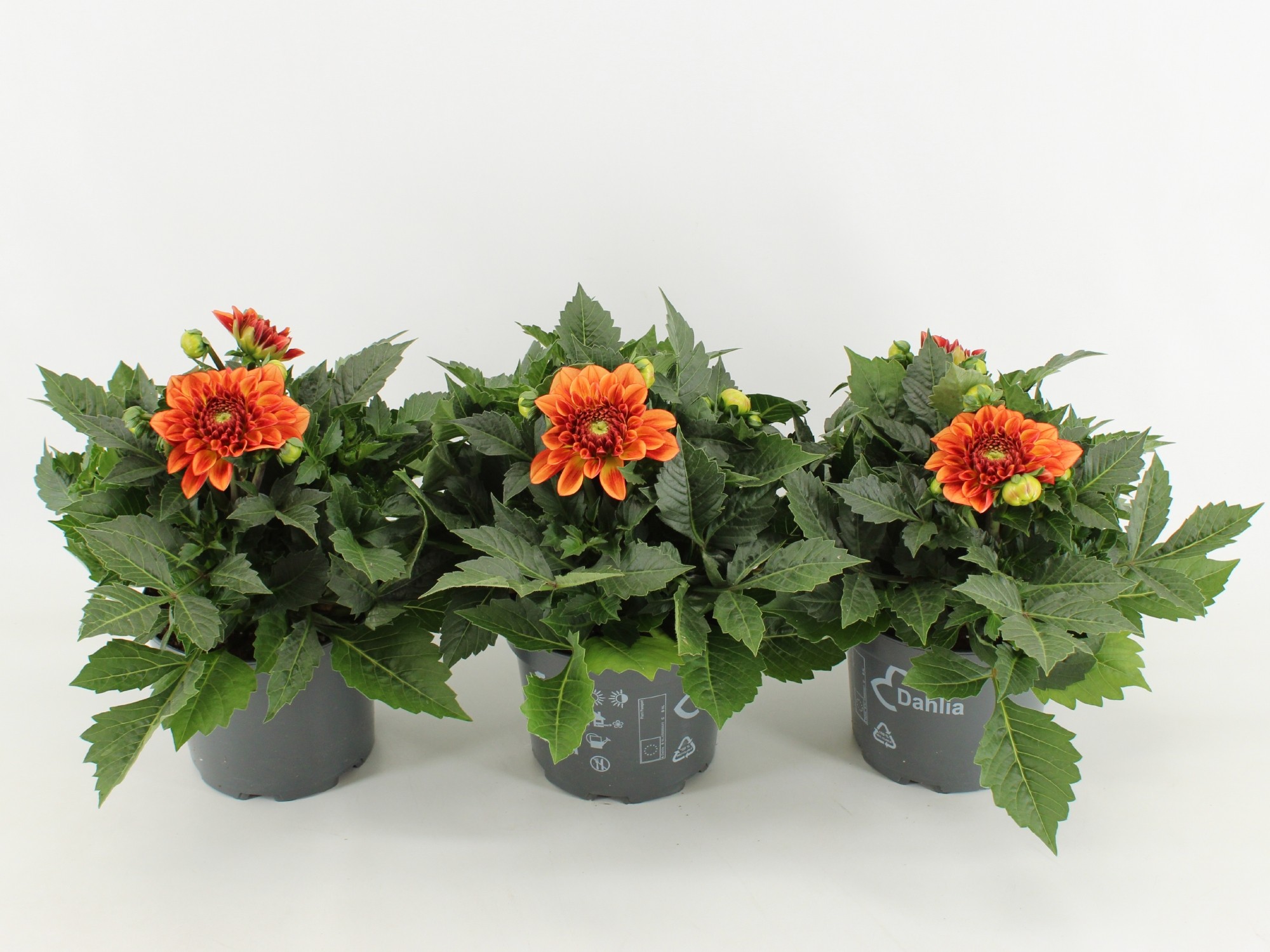 Dahlia Dalina Maxi Orange