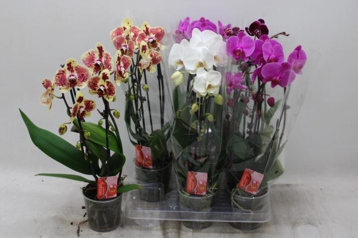 Phal El Cascade 12Ø 45cm