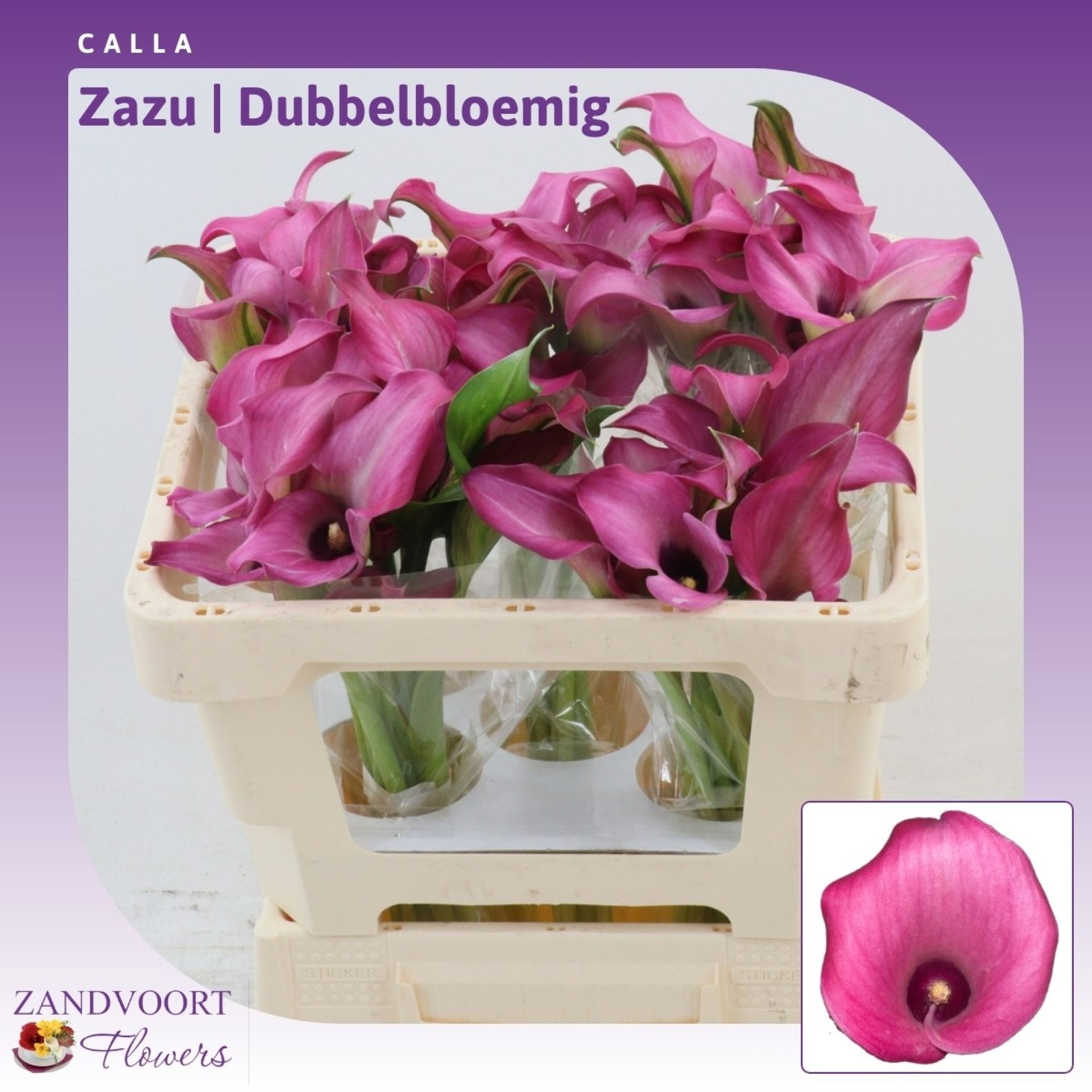 Calla Zazu 50cm